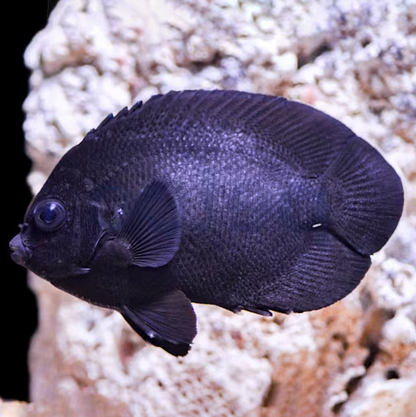 Centropyge nox (Pez ángel enano Midnight)