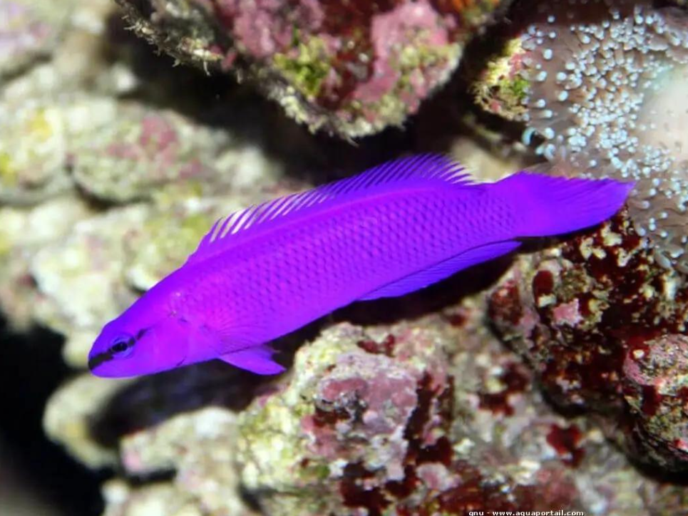 Pseudochromis fridmani (Pseudochromis Orquídea / Orchid Dottyback)