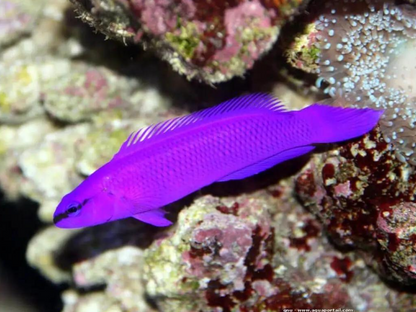 Pseudochromis fridmani (Pseudochromis Orquídea / Orchid Dottyback)