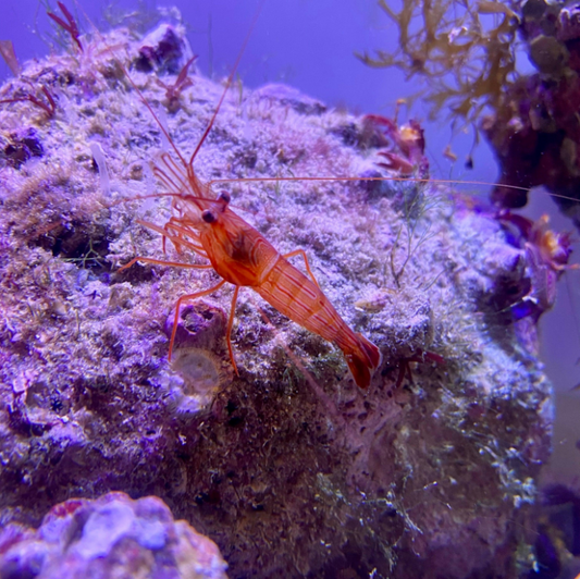 Lysmata spp. (Camarón Menta / Peppermint Shrimp – Come Aiptasias)
