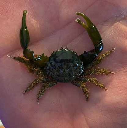 Mithraculus sculptus - Cangrejo esmeralda (MITHRAX)