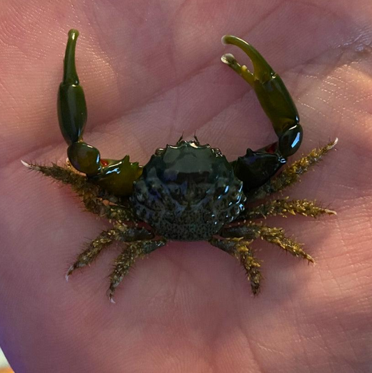 Mithraculus sculptus - Cangrejo esmeralda (MITHRAX)