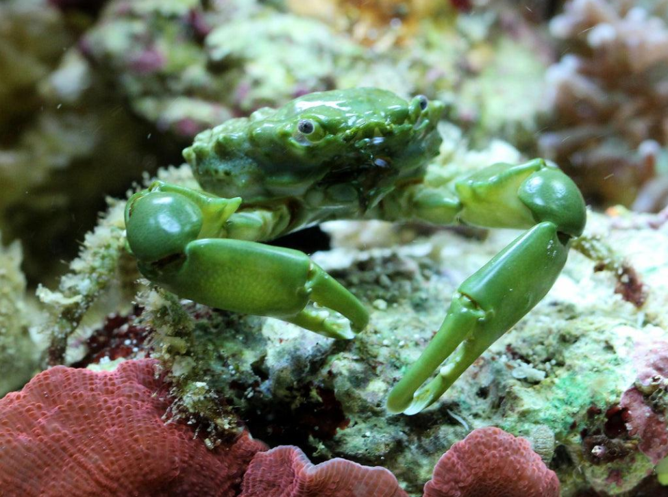 Mithraculus sculptus - Cangrejo esmeralda (MITHRAX)