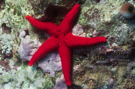 Estrella de Mar Roja punteada - Fromia milleporella