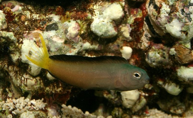 Meiacanthus mossambicus (Blénido colmillo de Mozambique)
