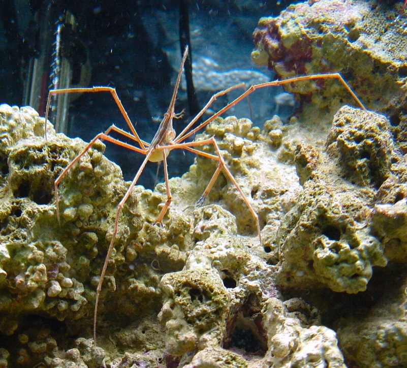 Stenorhynchus seticornis (Cangrejo Flecha)