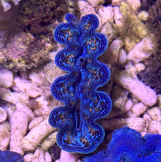 Tridacna crocea (Almeja Gigante Crocea)