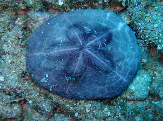 Clypeaster subdepressus (Galleta de Mar / Sea Biscuit)