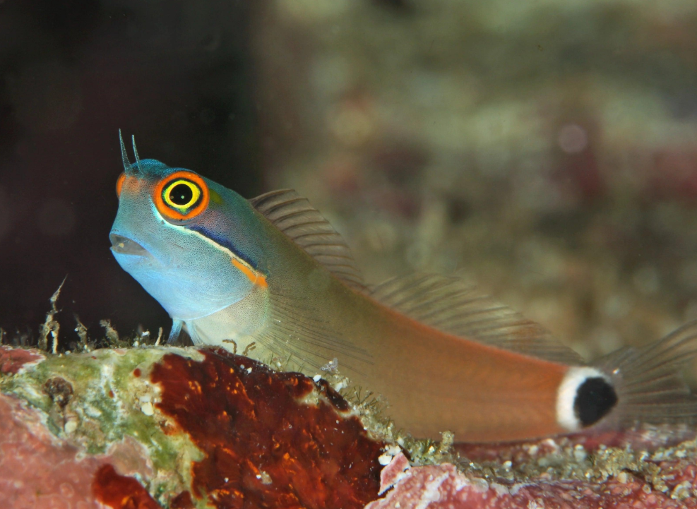 Ecsenius stigmatura (Blénido Cola Manchada / Tailspot Blenny)