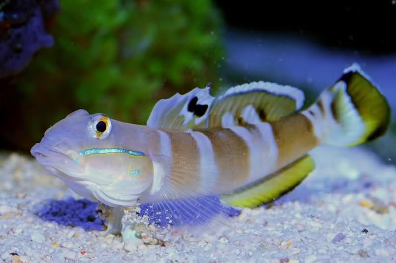 Valenciennea wardii (Gobio de Ward / Ward's Sleeper Goby)