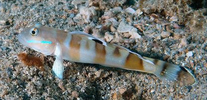 Valenciennea wardii (Gobio de Ward / Ward's Sleeper Goby)