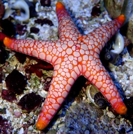 Fromia monilis (Estrella de Mar Monilis)