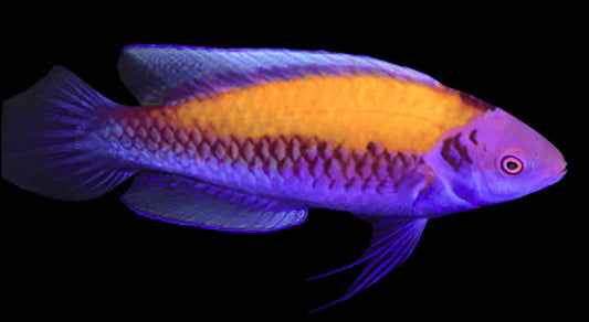 Cirrhilabrus aurantidorsalis (Lábrido hada de espalda naranja)