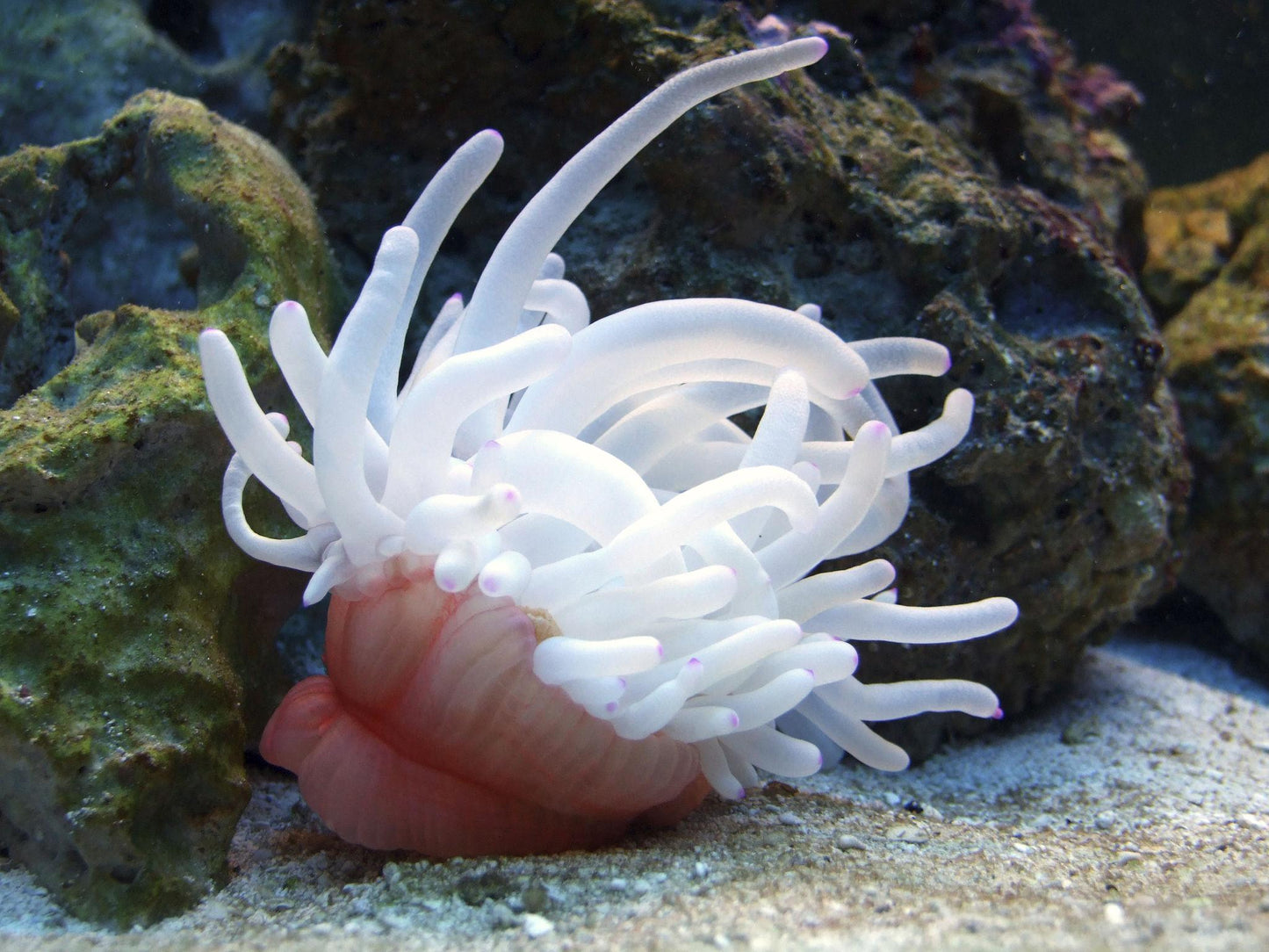 Anémona Condylactis spp. CoralMastery, colorida y saludable para tu acuario marino.