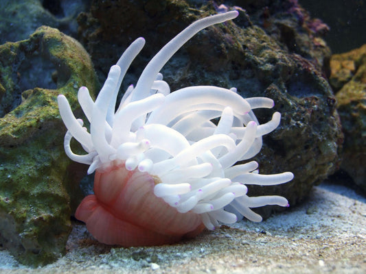 Anémona Condylactis spp. CoralMastery, colorida y saludable para tu acuario marino.