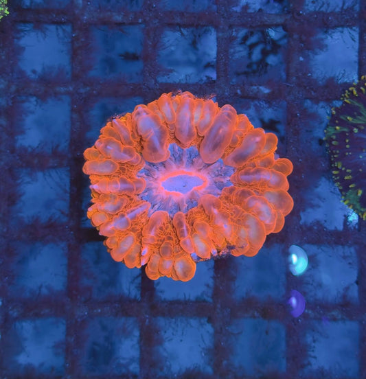Cynarina lacrymalis Ultra Red L