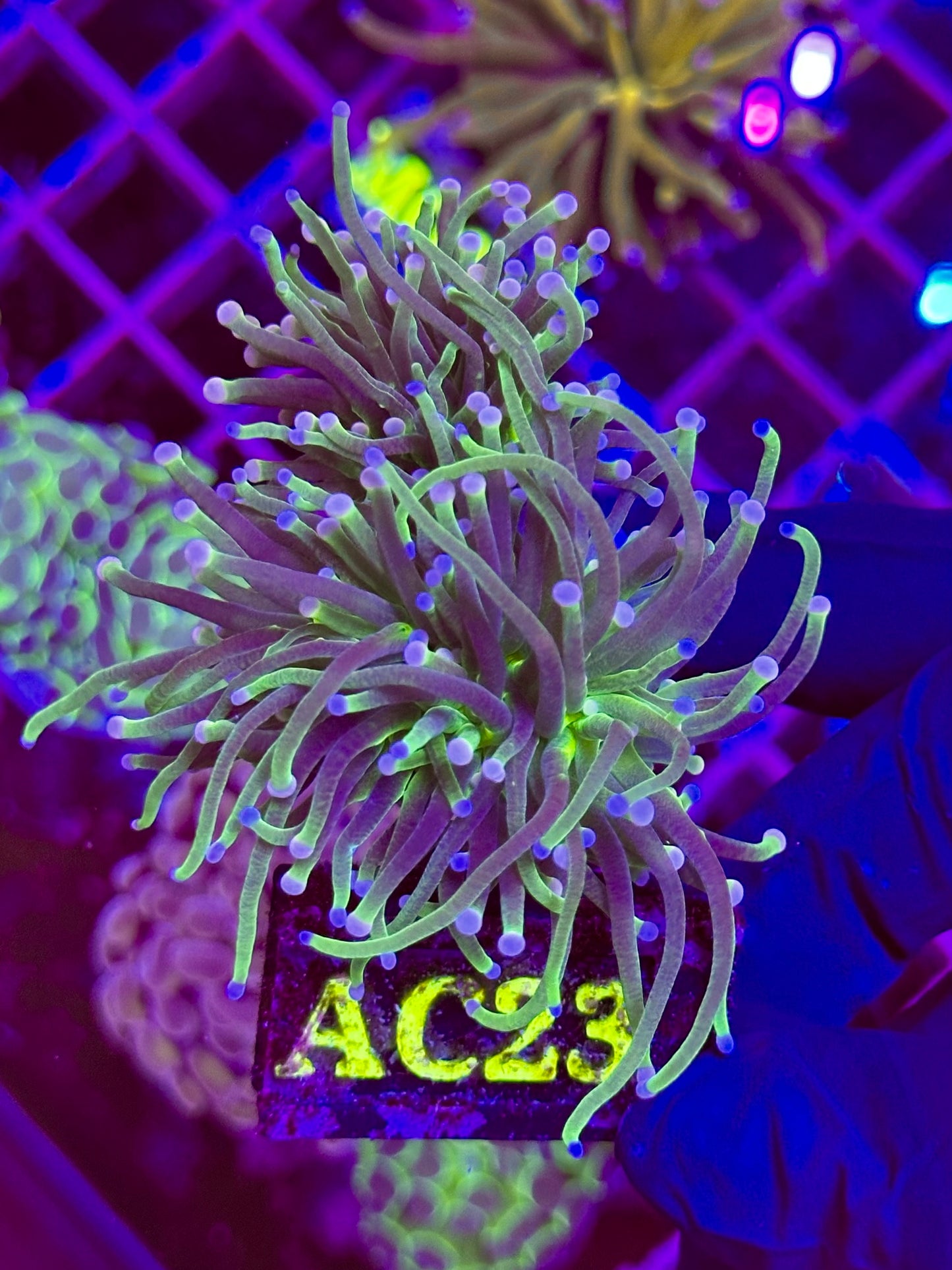 Euphyllia TORCH Ultra