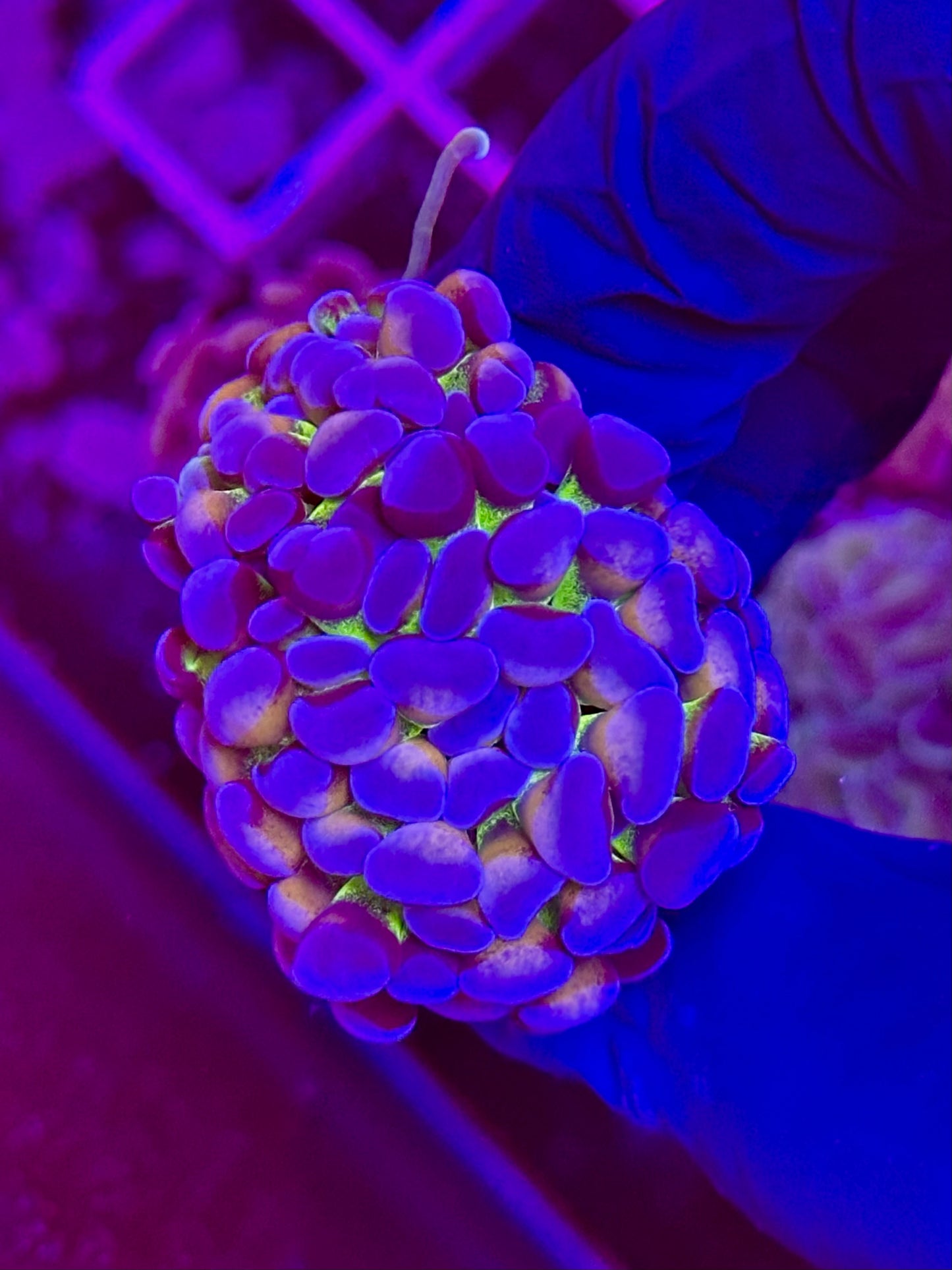 EUPHYLLIA paraancora TRICOLOR