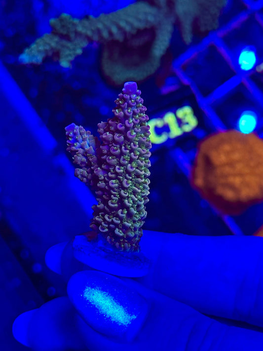 Acropora Divaricata JOE´S MANGO