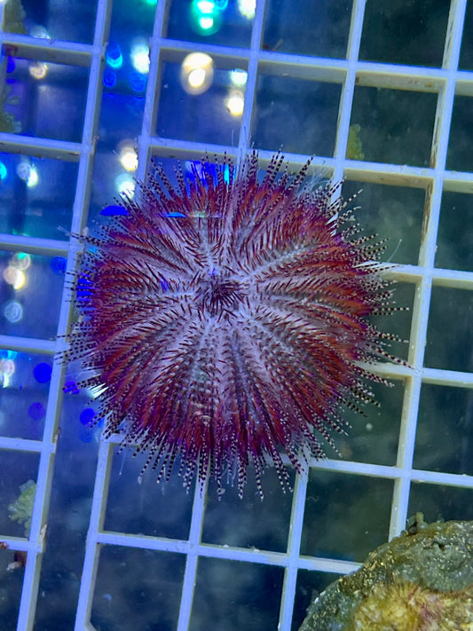 Erizo de puas cortas (rosa) - Salmacis belli