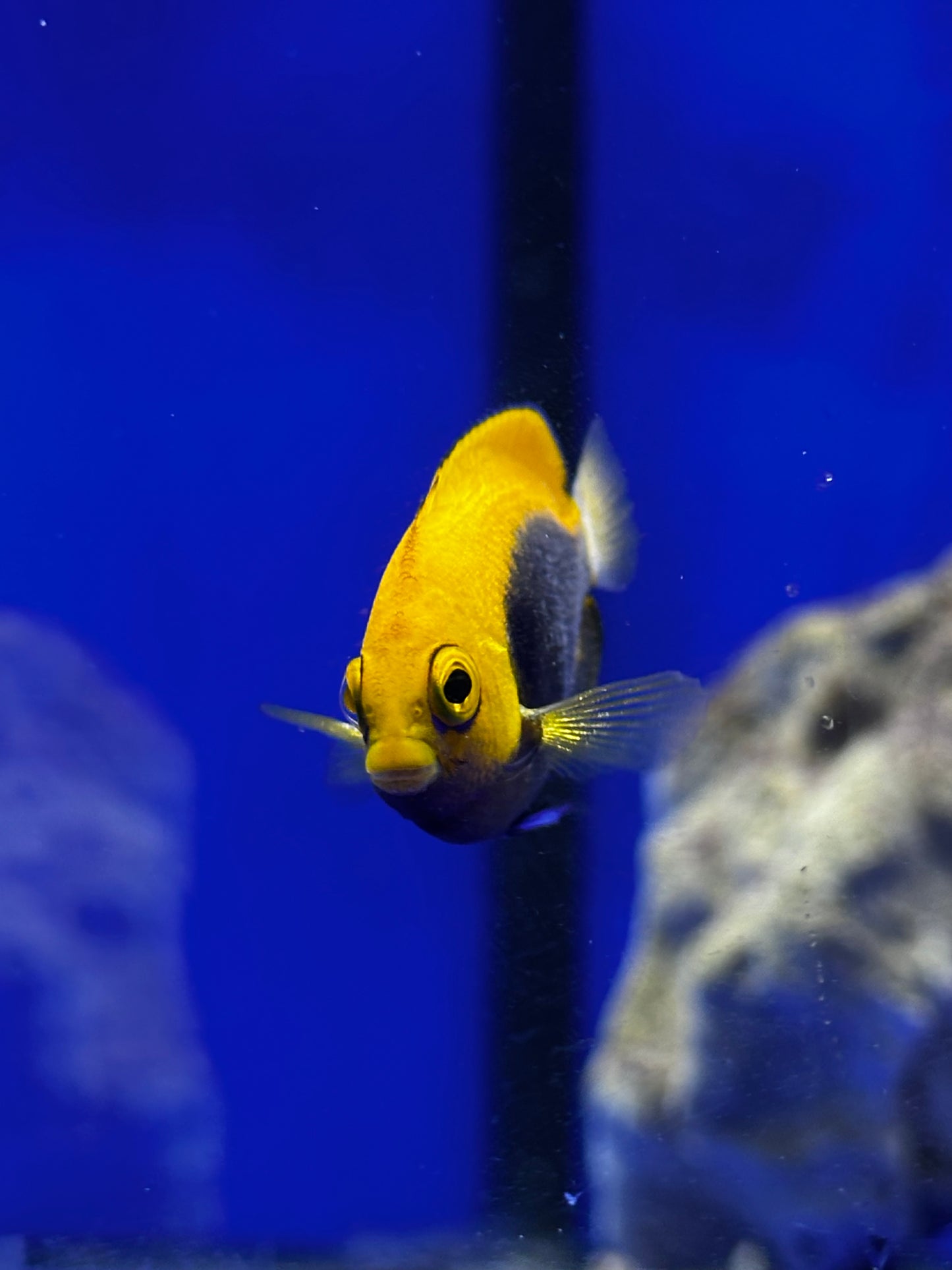 Ángel bola de fuego - Centropyge acanthops