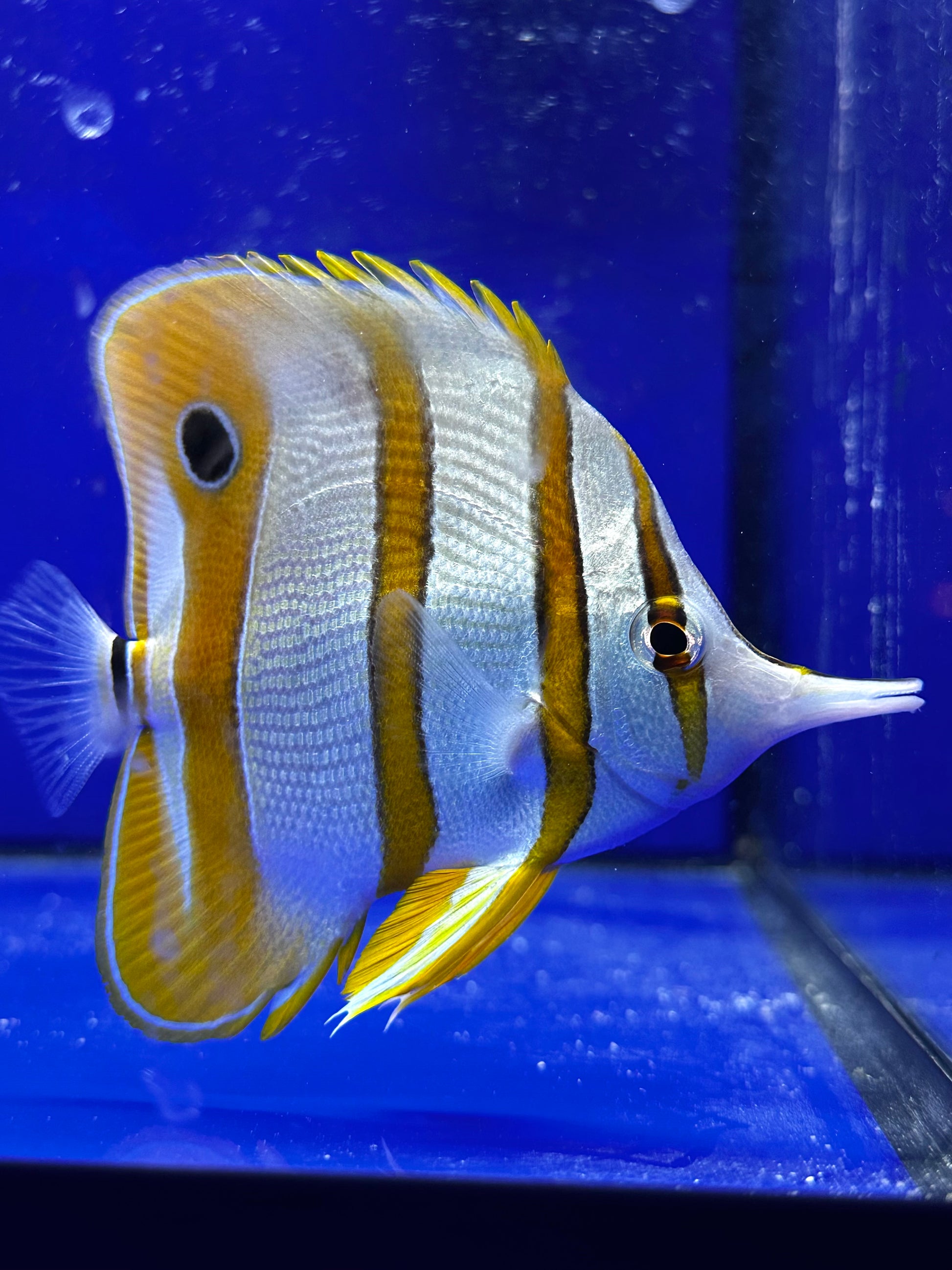 Pez Mariposa de Bandas Cobrizas - Chelmon rostratus - CoralMastery | PECES