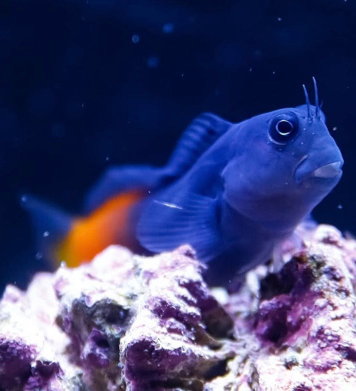 Blenio Bicolor - Ecsenius bicolor - CoralMastery | PECES