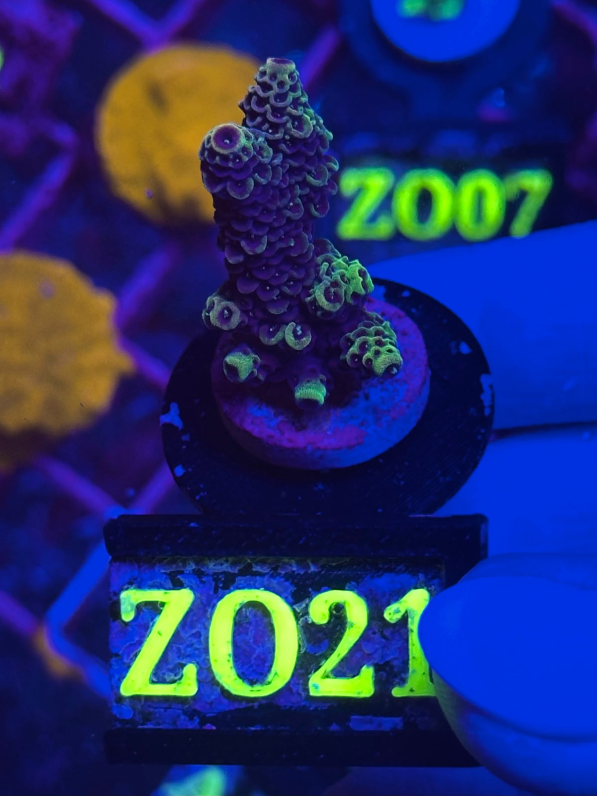 Acropora spathulata “Pink & Blue”
