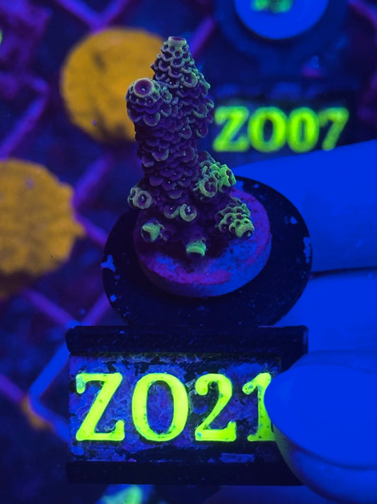 Acropora spathulata “Pink & Blue”