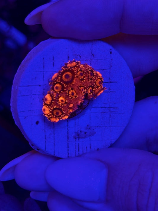 Goniopora ULTRA RED