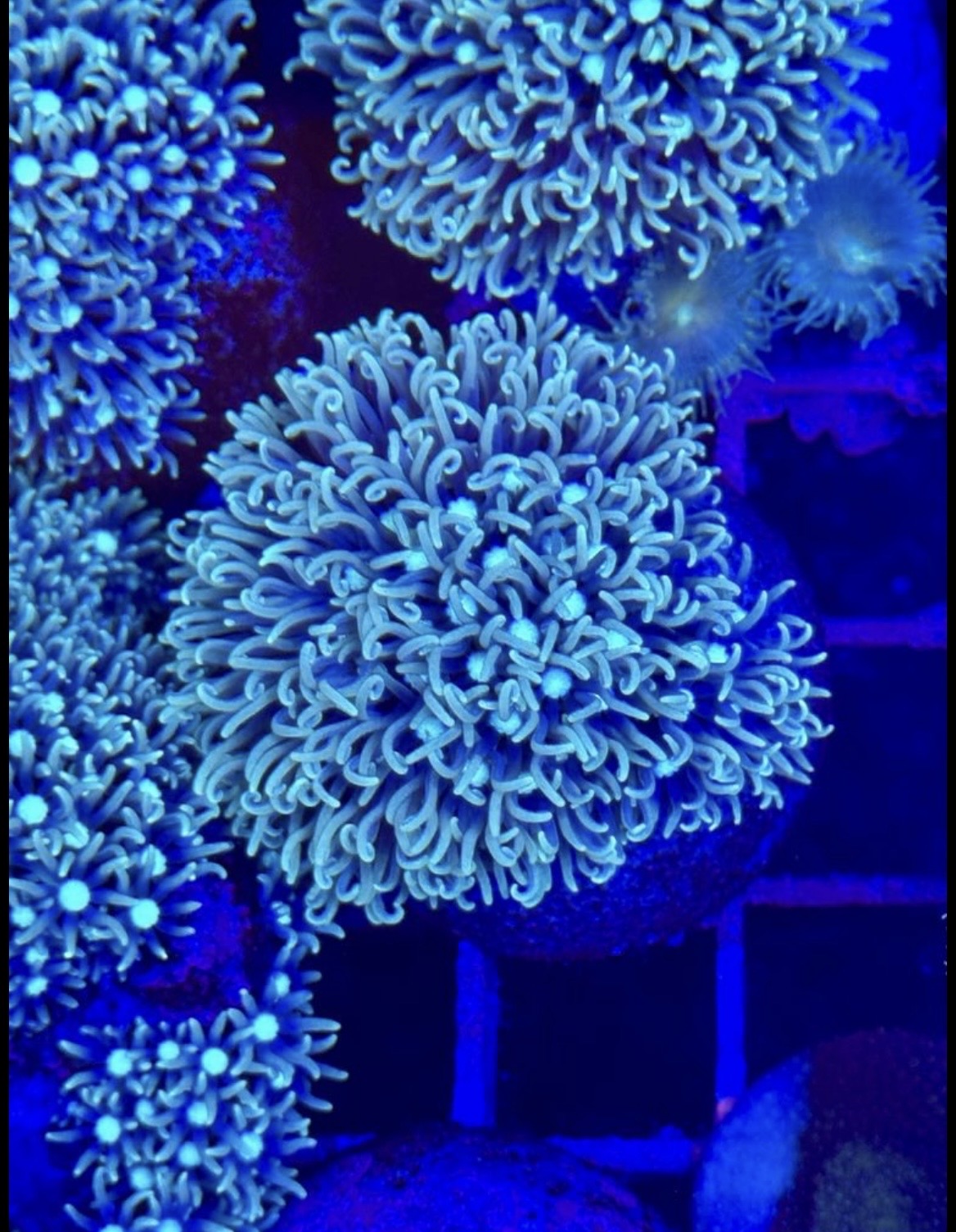 Pachiclavularia BLUE