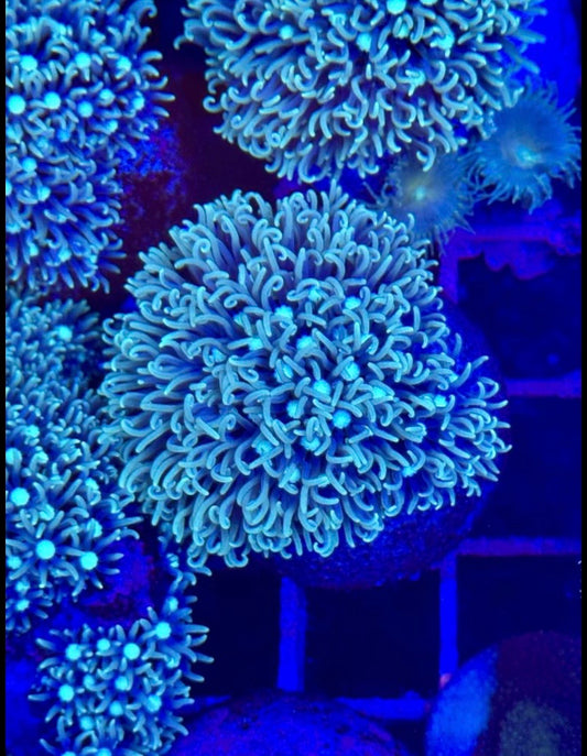 Pachiclavularia BLUE