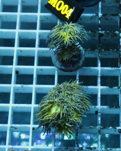 Duncanopsammia axifuga (DUNCAN)