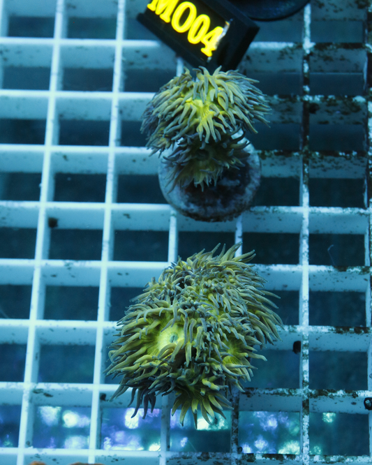 Duncanopsammia axifuga (DUNCAN)