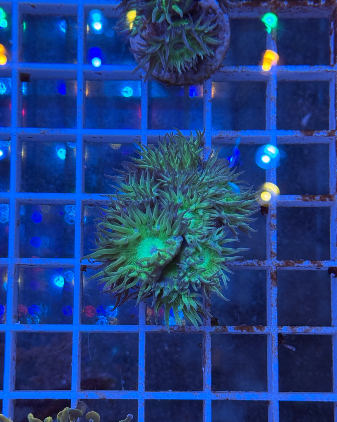 Duncanopsammia axifuga (DUNCAN)