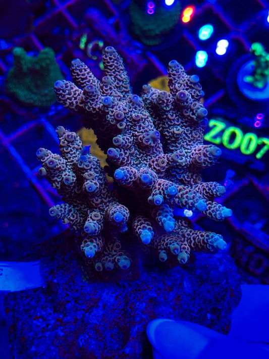 Acropora spp. WYSIWYG 013