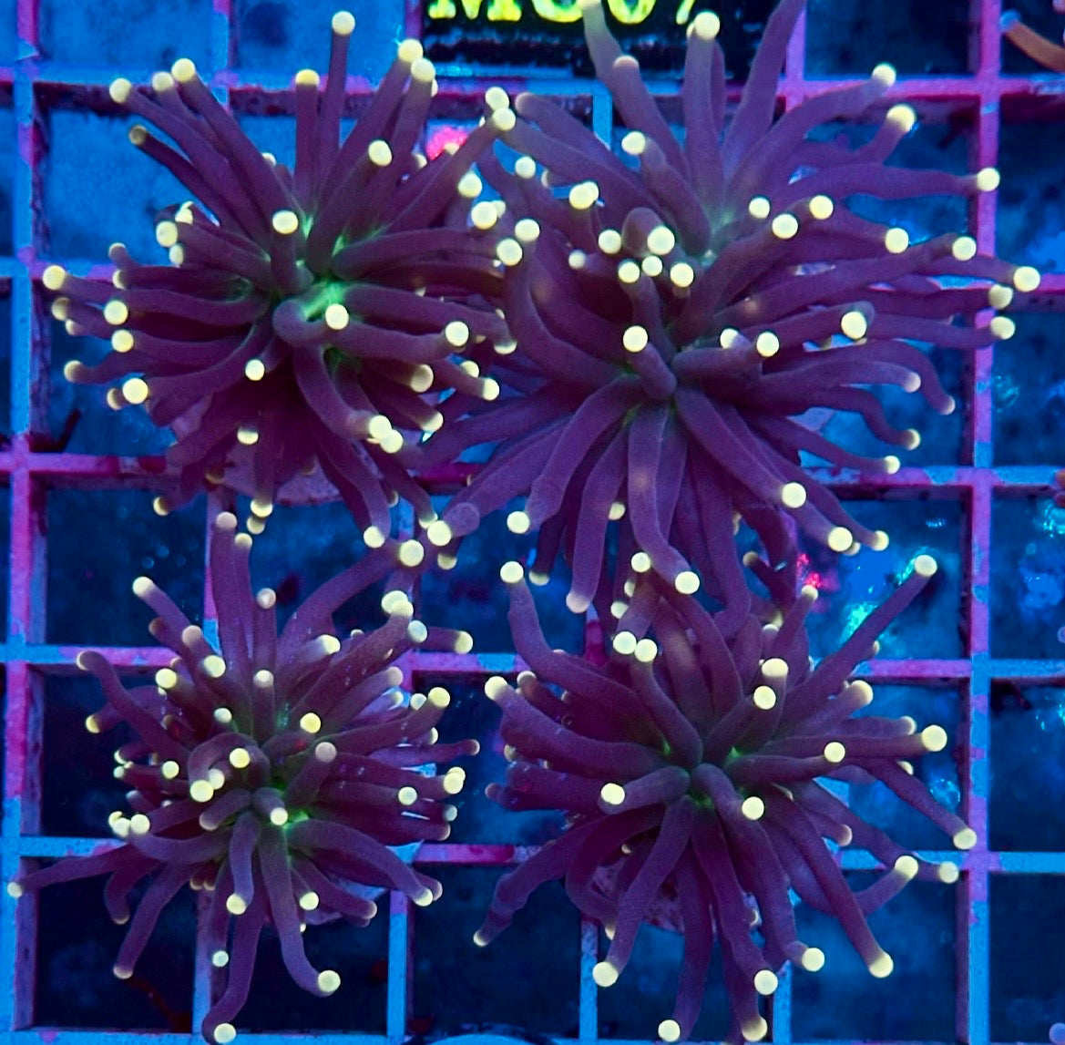 Euphyllia BLACK TORCH (Centro verde puntas amarillas) - 2 cabezas