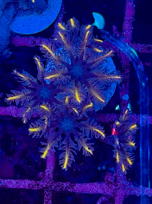 Clavularia PAPAYA BLACK - FRAG