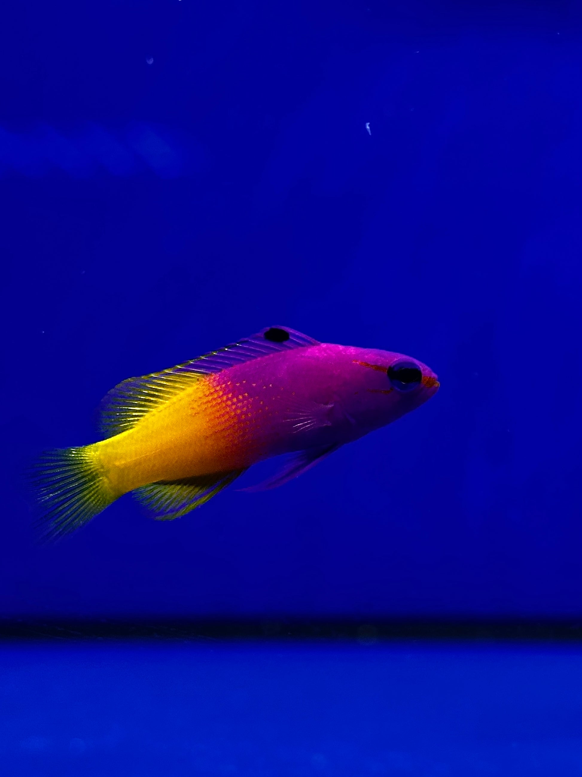 Gramma Real - Gramma loreto - CoralMastery | PECES
