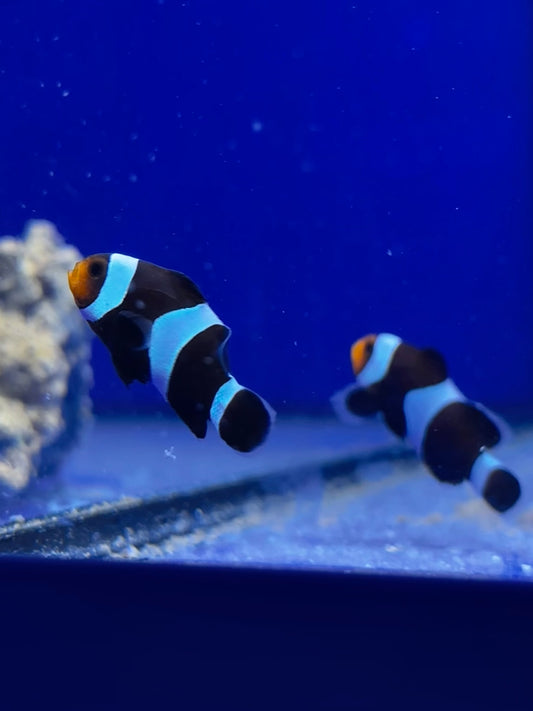 Pareja OCELLARIS BLACK & WHITE