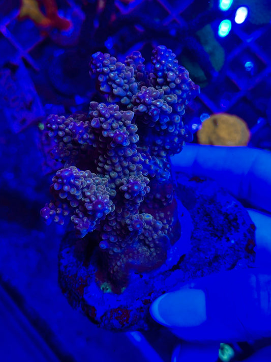 Acropora spp. WYSIWYG 011