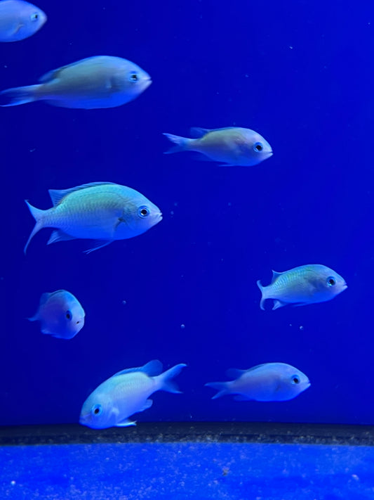 Chromis Verde - Chromis viridis