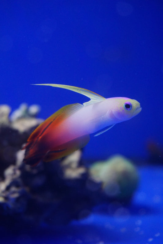 Dardo de fuego Indio Occidental - Nemateleotris magnifica