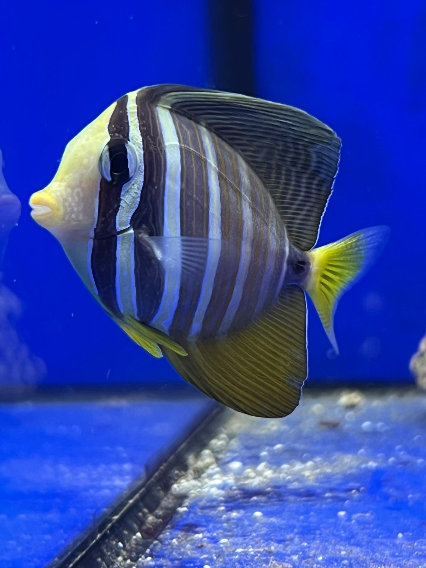 Zebrasoma veliferum (Pez cirujano vela o Cirujano velífero) - CoralMastery