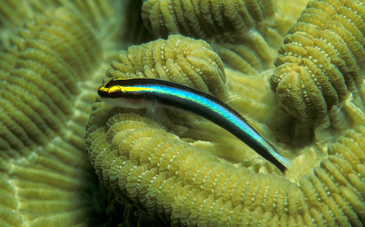 Elacatinus oceanops (Gobio enano neón / Neon tiny Goby)