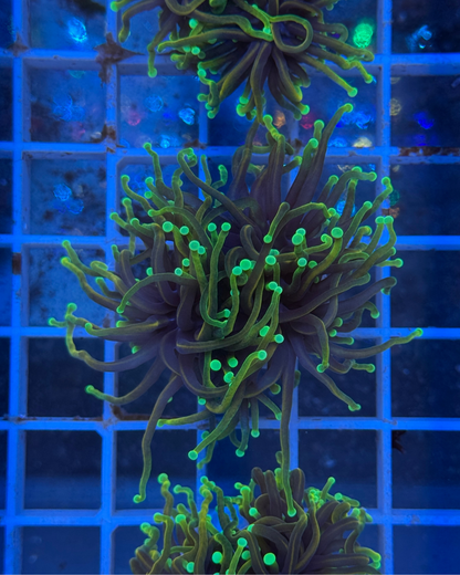 Euphyllia Dragon Soul