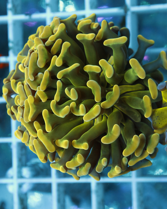 Euphyllia Hammer Yellow