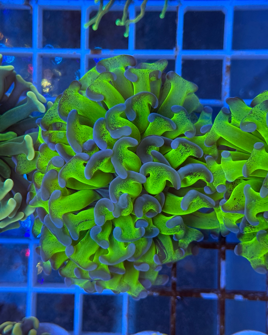 Euphyllia Hummer Green Purple