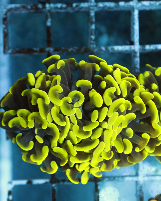 Euphyllia Hummer Green
