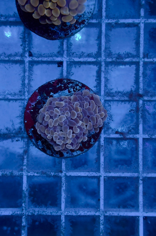 Euphyllia Parancora